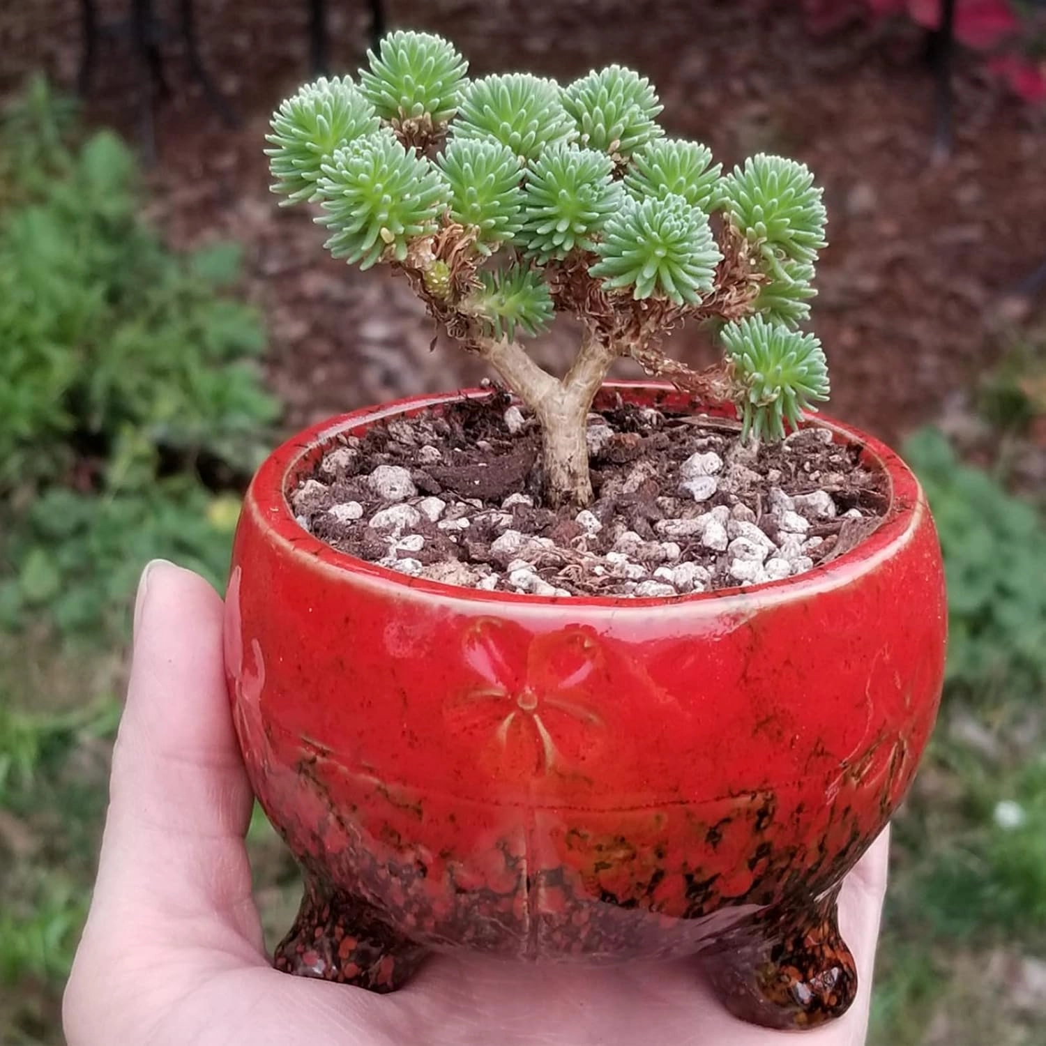 ARTKETTY Succulent Pots - Small Succulent Plant Pot with Drainage Trays Ceramic Flower Pots for Indoor Cactus Plants Set of 10
