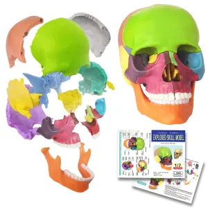 Evotech Mini Human Skull Model, Didactic 15 Parts Palm-Sized Anatomy Skull Model, Exploded Skull, Medical Anatomy and Physiology Teaching Learning, Kids Learning Education, Skull Puzzle, Colored