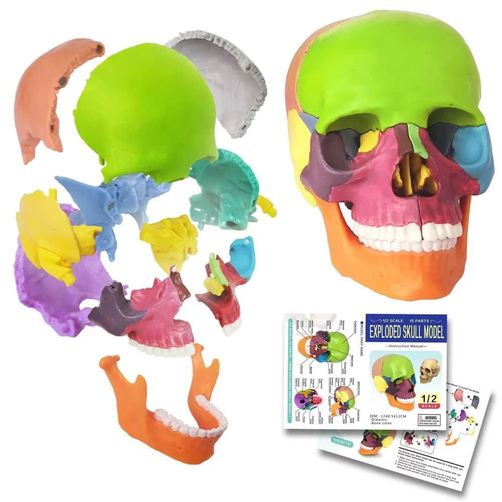 Evotech Mini Human Skull Model, Didactic 15 Parts Palm-Sized Anatomy Skull Model, Exploded Skull, Medical Anatomy and Physiology Teaching Learning, Kids Learning Education, Skull Puzzle, Colored