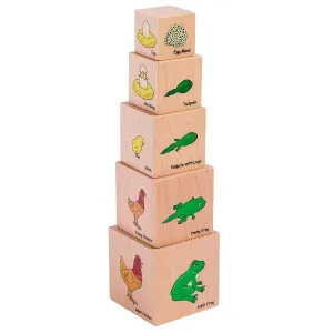 Life Cycle Wooden Blocks - Set of 5 - Ages 12m  - Science Toys for Toddlers - Explore 5 Stages of the Moth, Butterfly, Chicken, Frog