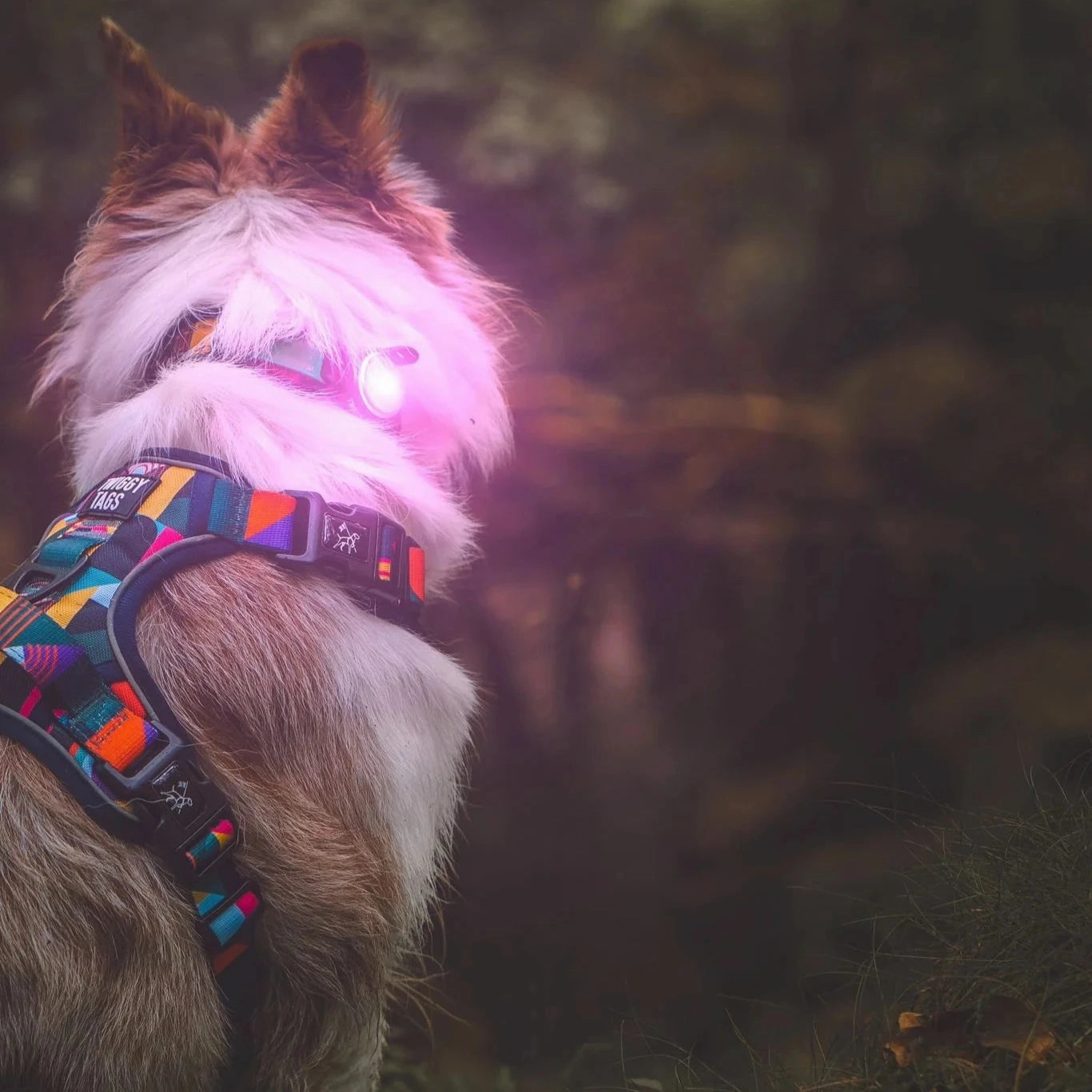 Twiggy Tags TrekBright Dog Safety Light